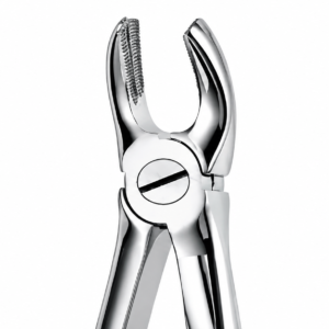 lower molars