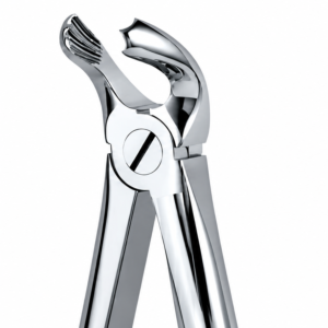 lower molars